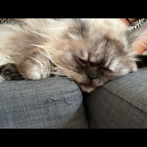 Meet your Posher, Michelle